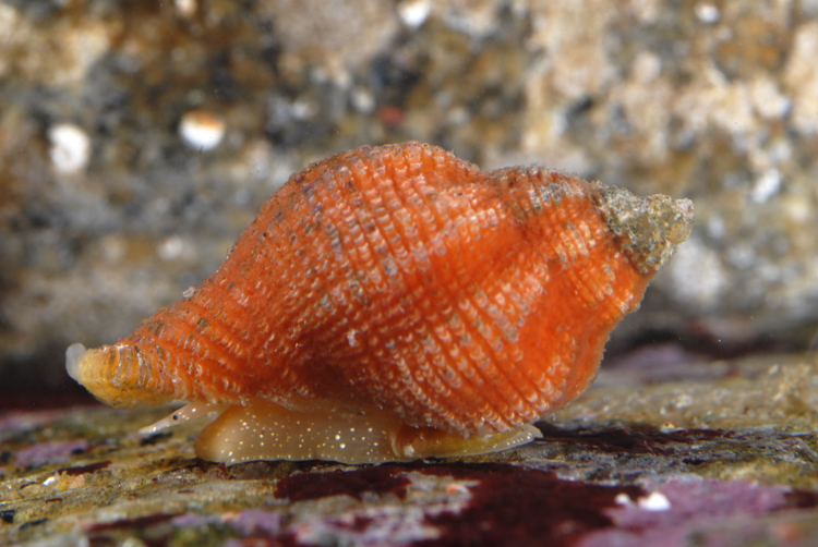 Ocinebrina lurida